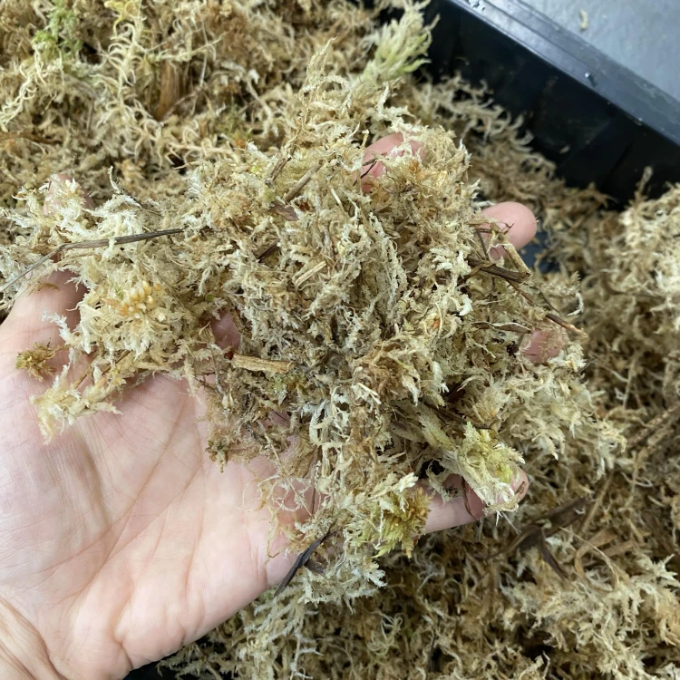 mech-spaghnum-krakow-sklep.jpg