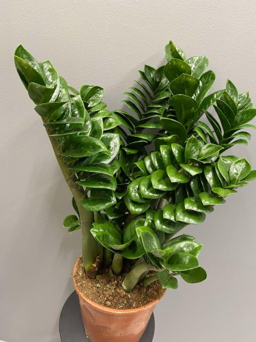 zamioculcas-zenzi-roslina-do-firmy.jpg