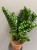 zamioculcas-zenzi-roslina-do-firmy.jpg