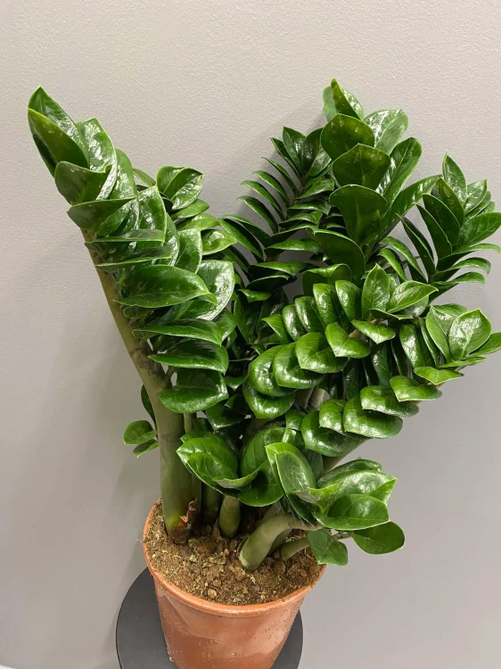 zamioculcas-zenzi-roslina-do-firmy.jpg