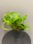 epipremnum-global-green-krakow.jpg