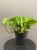 epipremnum-global-green-krakow-pnacza-krakow.jpg