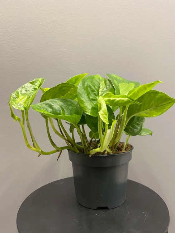 epipremnum-global-green-krakow-pnacza-krakow.jpg
