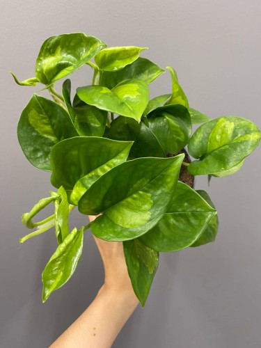 epipremnum-global-green-krakow-roslina-do-ciemnego-miejsca.jpg