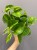 epipremnum-global-green-krakow-roslina-do-ciemnego-miejsca.jpg