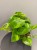 epipremnum-global-green-krakow-roslina-do-cienia.jpg