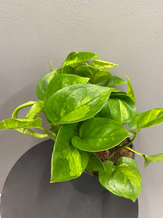 epipremnum-global-green-krakow-roslina-do-cienia.jpg