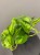 epipremnum-global-green-krakow-rosliny-do-biura.jpg