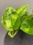 epipremnum-global-green-krakow-rosliny-do-salonu.jpg
