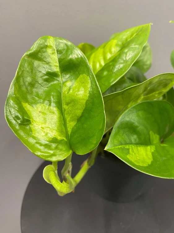 epipremnum-global-green-krakow-rosliny-do-salonu.jpg