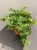 Cissus-Striata-krakow-krakow-nowa-huta-sklep.jpg