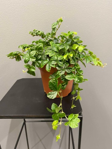 Cissus-Striata-krakow-kwiaty-doniczkowe-krakow.jpg