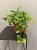 Cissus-Striata-krakow-kwiaty-doniczkowe-krakow.jpg