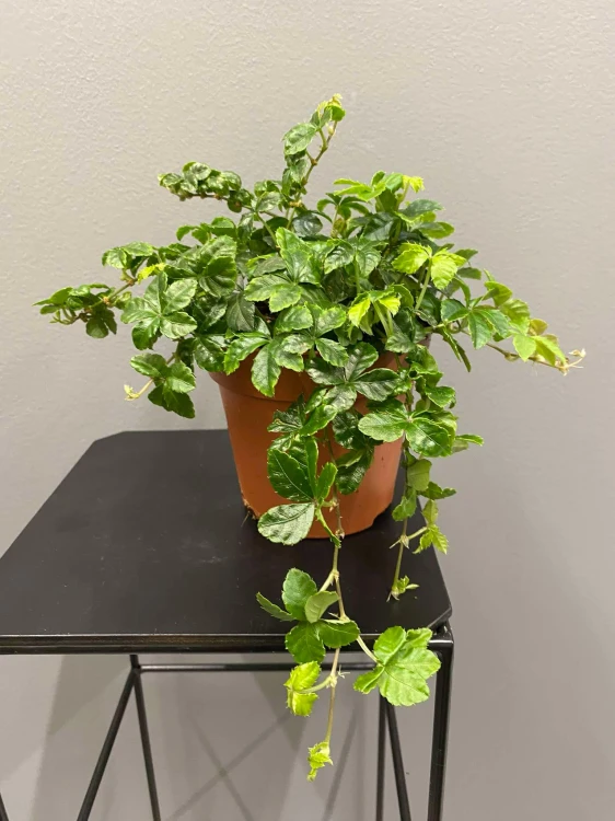 Cissus-Striata-krakow-kwiaty-doniczkowe-krakow.jpg