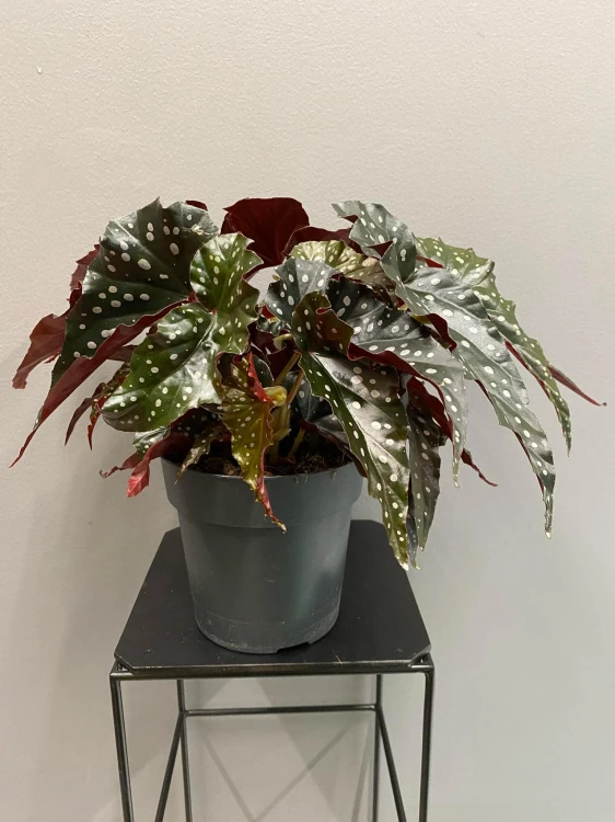 begonia.jpg