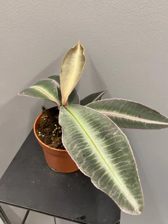 37d6c527-e1a7-4247-9f5e-a5ecad16ec48.jpg