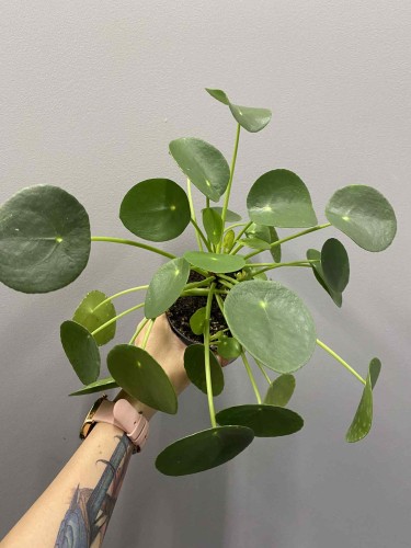 pilea-pieniazek-krakow-sklep-z-roslinami