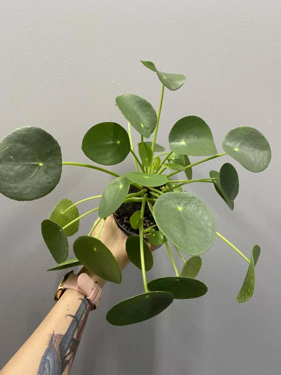pilea-pieniazek-krakow-sklep-z-roslinami