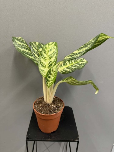 6d4bb43a-f06f-4b9f-89c3-abd260df3b1e.jpg