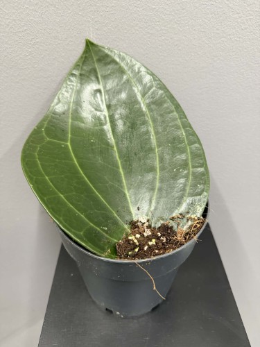 hoja-latifolia-hoya-najlepszy-sklep-z-roslinami (1).jpg