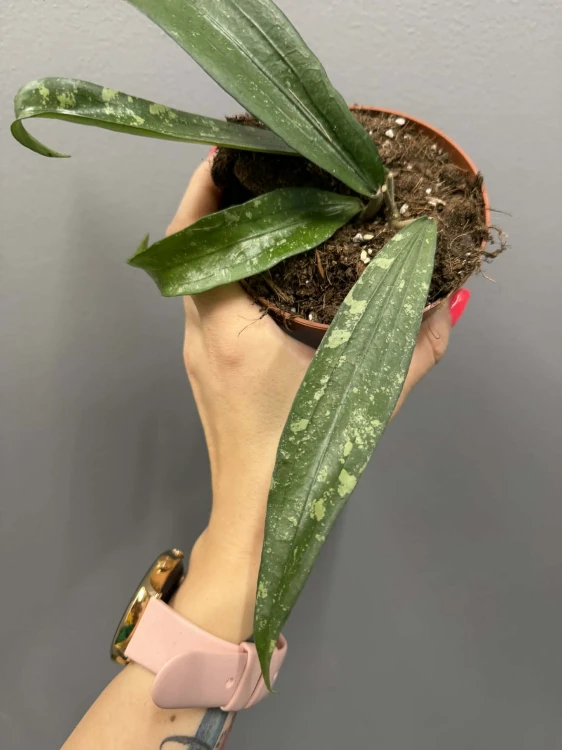 8cd99ac3-471d-42a2-bf98-7dcb5c43ee35.jpg