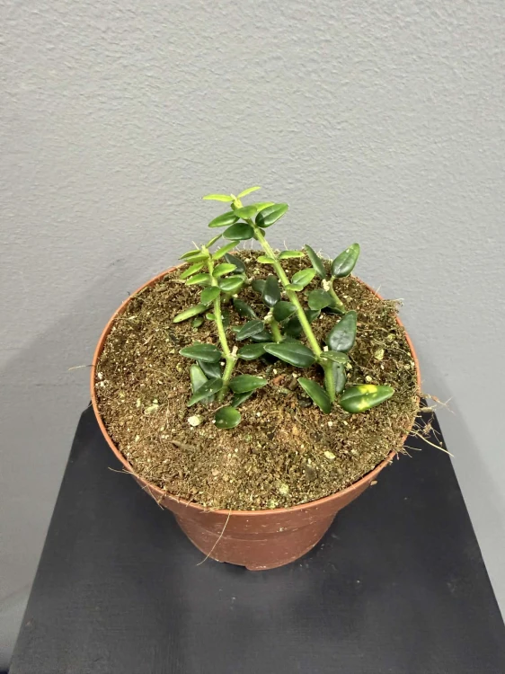 1f995794-490a-4de4-893b-d7b7bc87f0e7 (1).jpg