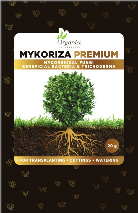 mykoryza.jpg
