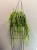 Rhipsalis-paradoxa