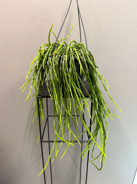 Rhipsalis-paradoxa