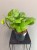 epipremnum-lemon-top