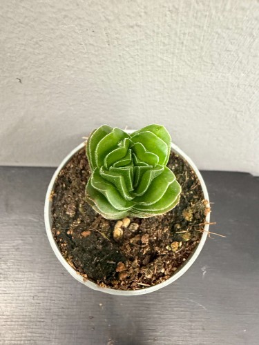 IMG_5865.JPG