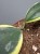 IMG_6535.jpeg