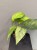 IMG_6725.jpeg
