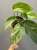 IMG_6727.jpeg