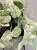IMG_6890.jpeg