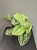 IMG_6819.jpeg
