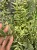 IMG_6904.jpeg