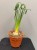 IMG_7111.JPG