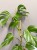 IMG_8829.JPG